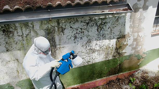 Trusted Commercial Mold Remediation service in Auburn, WA - Cheap Mold Removal